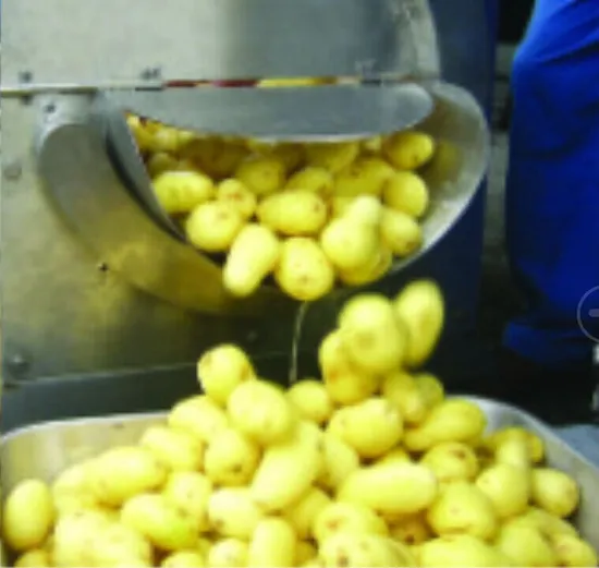 Cassava Processing Machinery/Sweet Potato Onion Carrot Peeler Machine with Brush 
